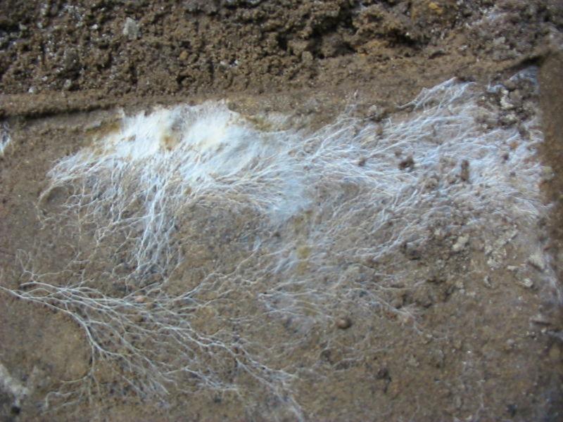 Mycelium - Wikipedia