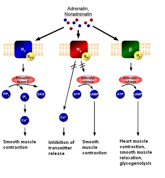 Alpha-2 adrenergic receptor - Wikipedia