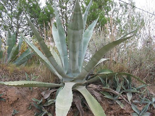 Agave — Wikipédia