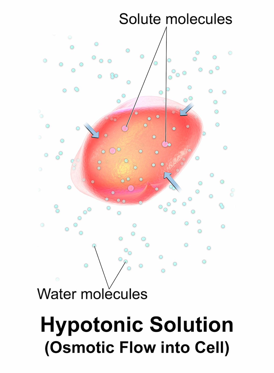 Cytolysis - Wikipedia