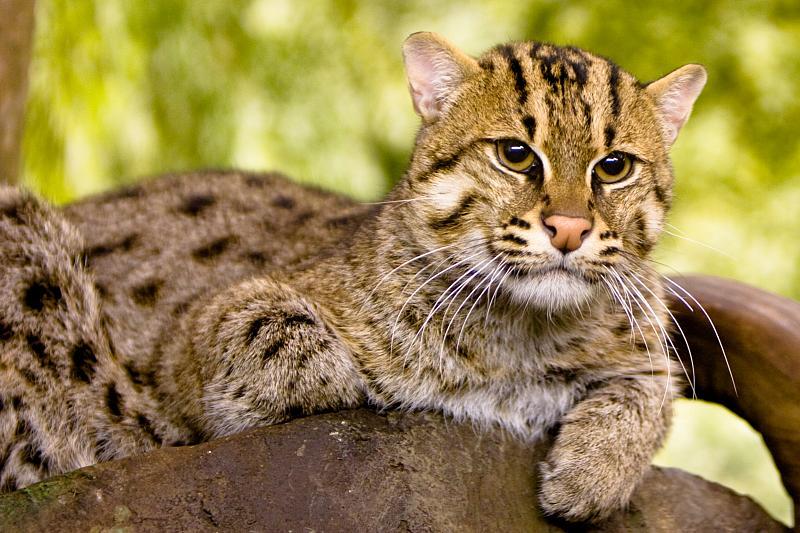 Fishing cat - Wikipedia