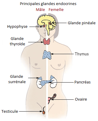 Glande endocrine — Wikipédia