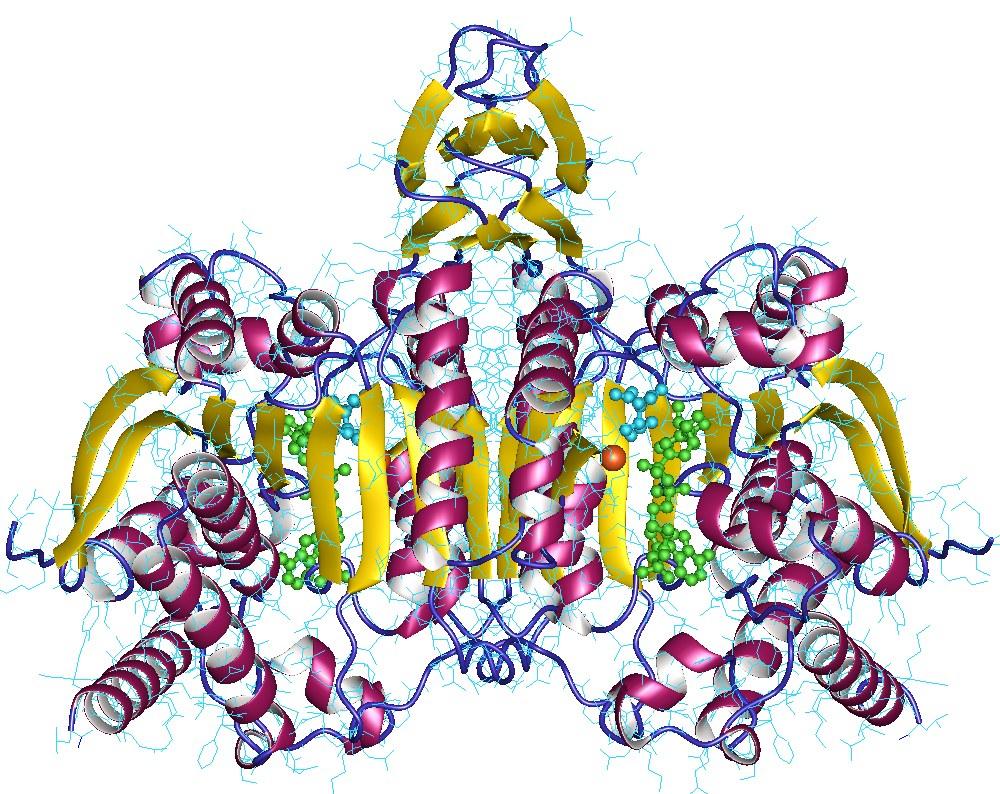 Isocitrate déshydrogénase — Wikipédia