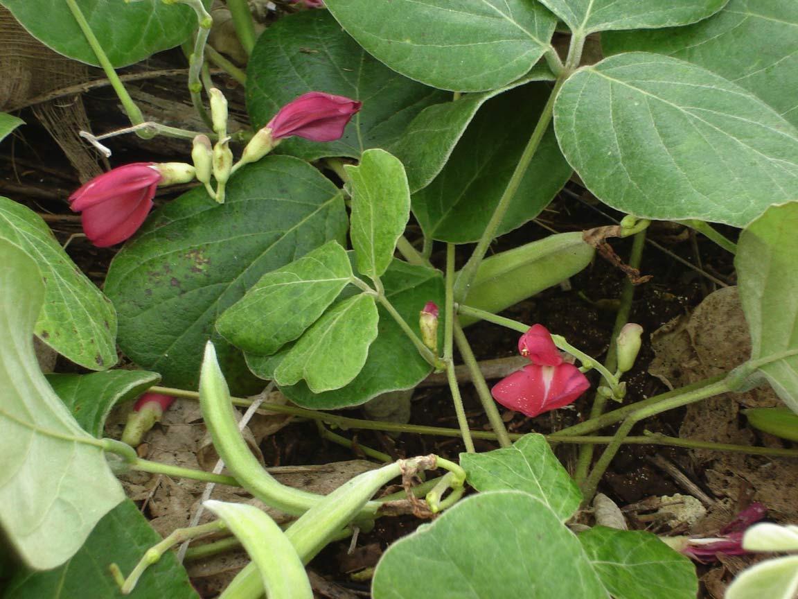 Canavalia - Wikipedia