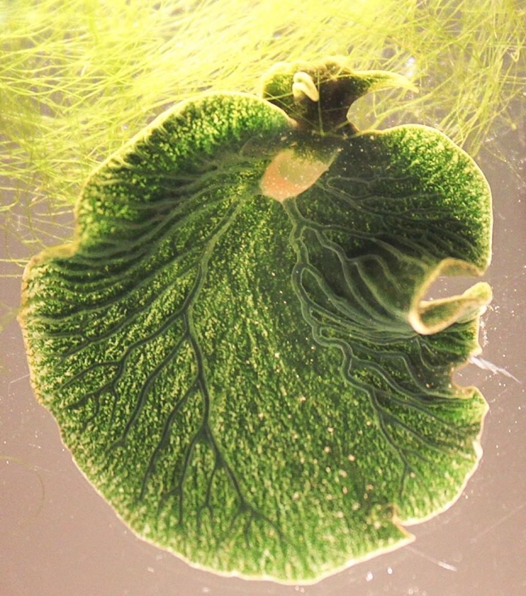 Elysia chlorotica - Wikipedia