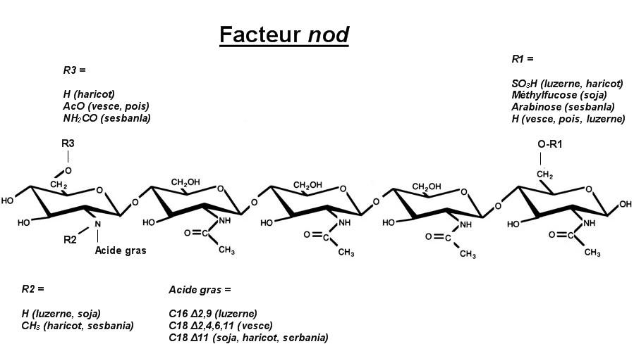 Facteur nod — Wikipédia