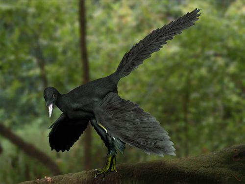 Archaeopteryx — Wikipédia