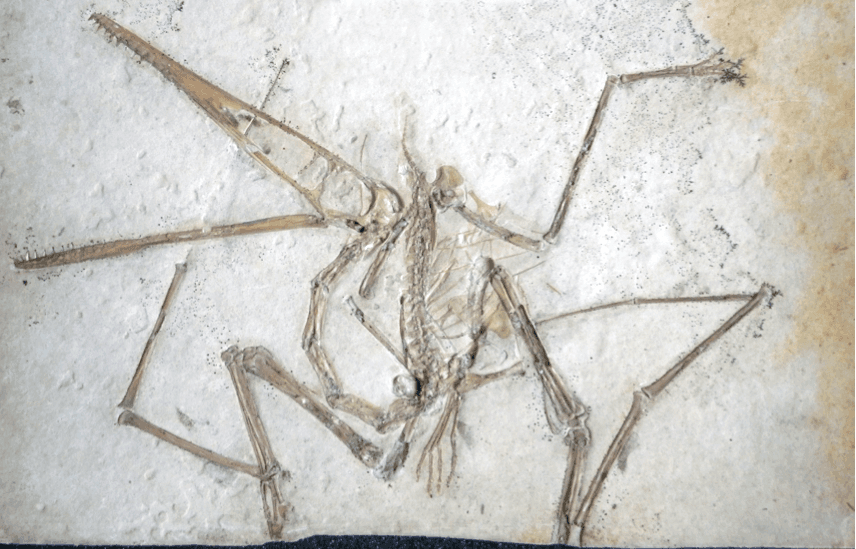 Pterodactylus - Wikipedia