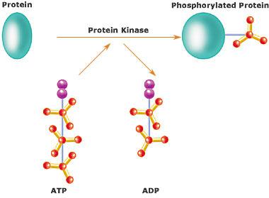 Kinase — Wikipédia