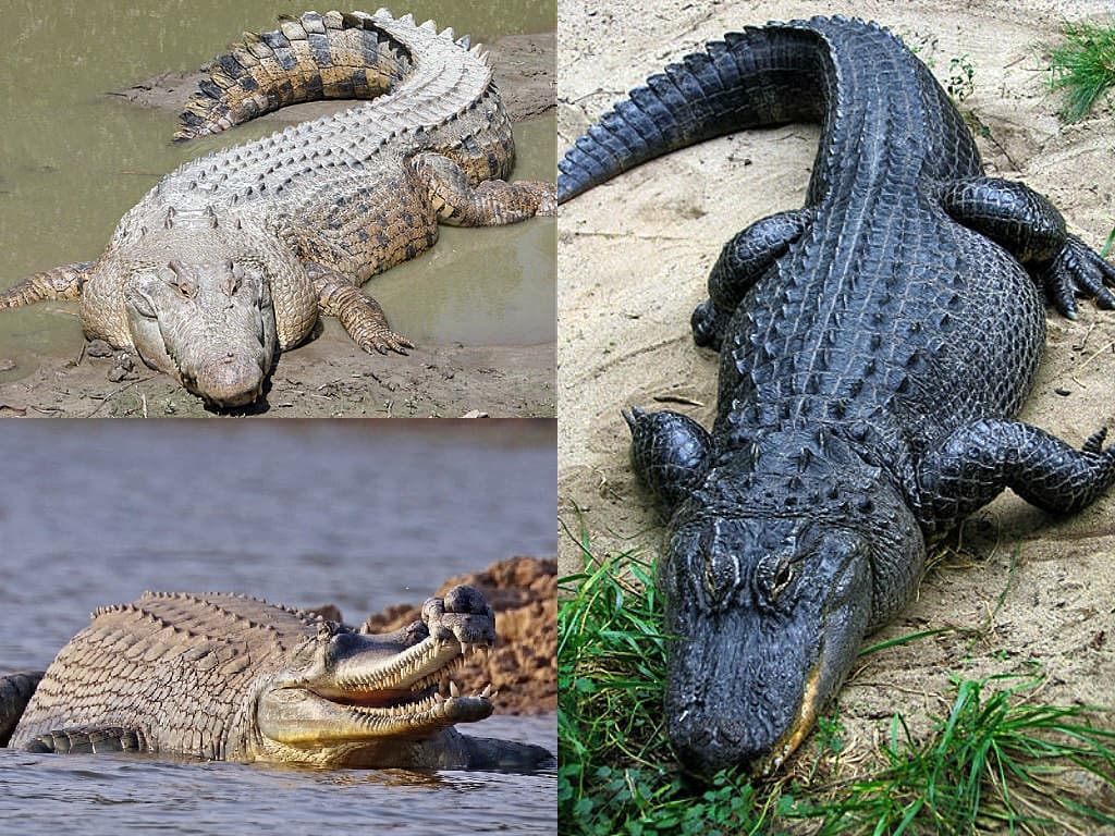 Crocodilia — Wikipédia