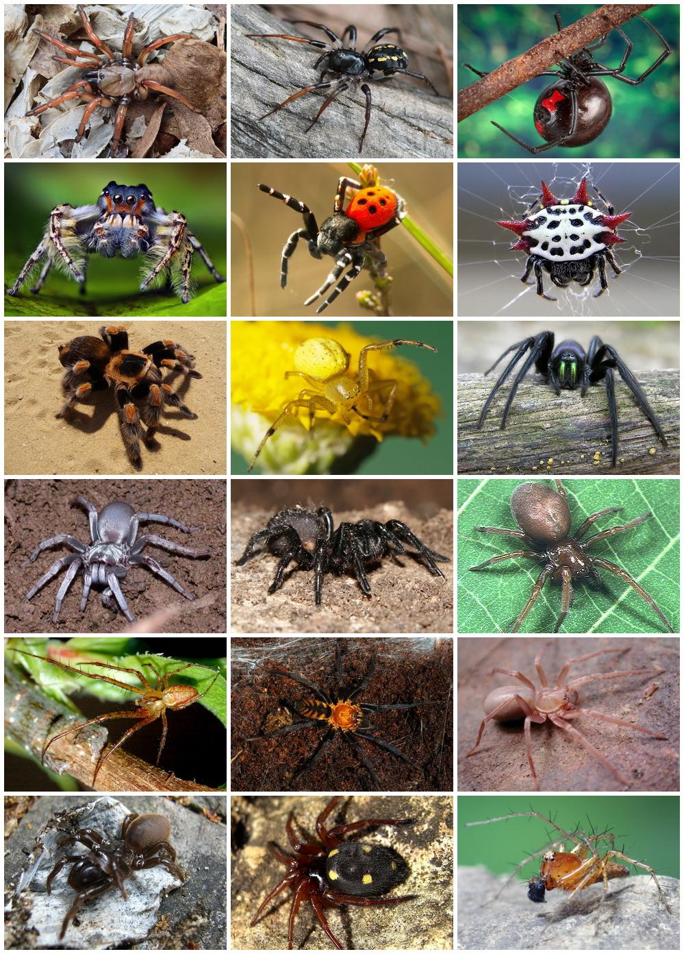 Araneae — Wikipédia