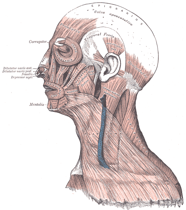 Muscle facial — Wikipédia