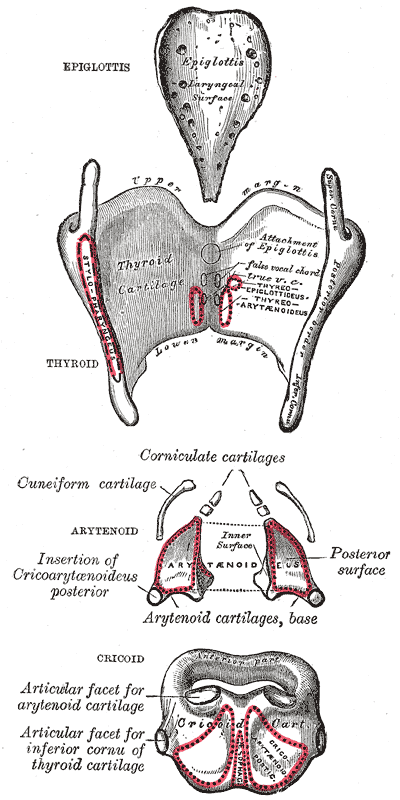 Arytenoid cartilage - Wikipedia