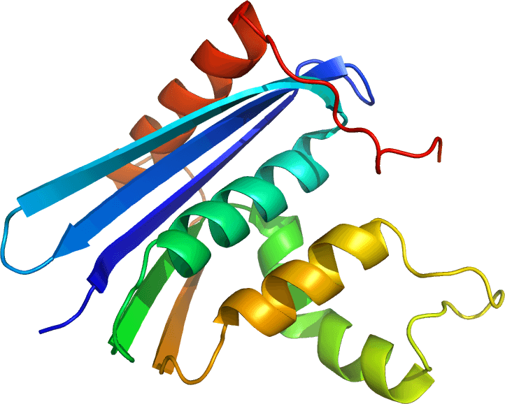 Ribonucléase H — Wikipédia