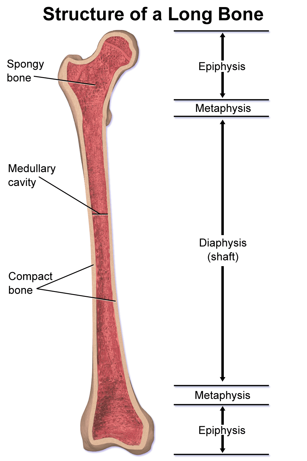 Epiphysis - Wikipedia