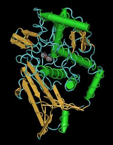 Hemocyanin - Wikipedia