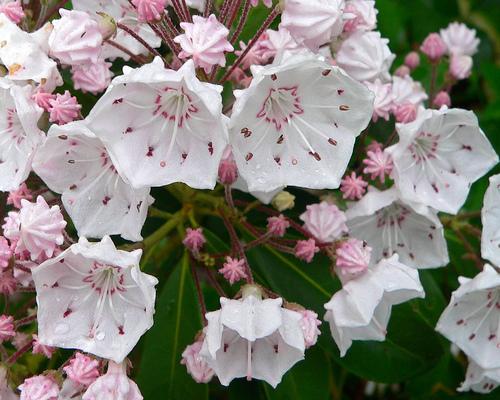 Kalmia latifolia - Wikipedia