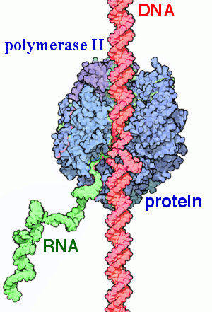 RNA polymerase II - Wikipedia