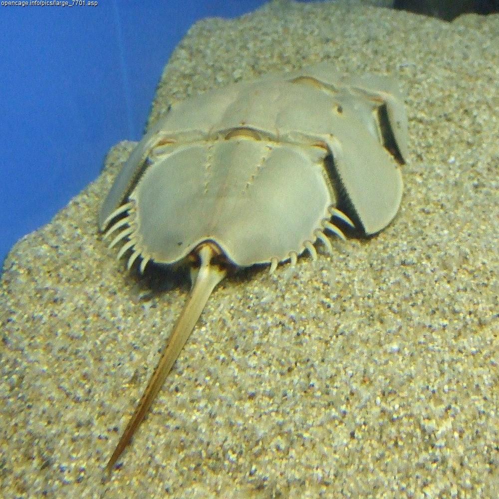 Limulus polyphemus — Wikipédia