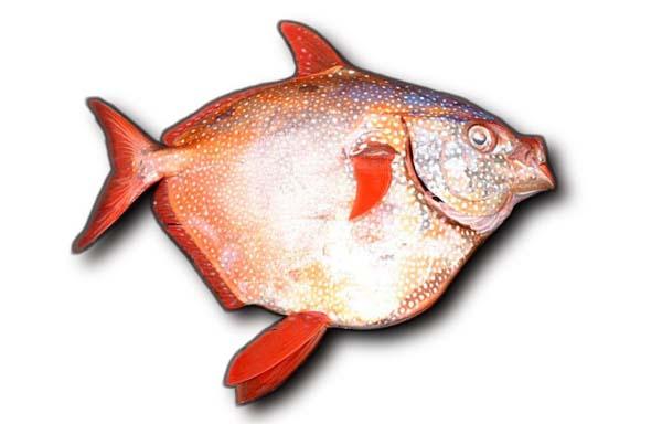 Opah - Wikipedia