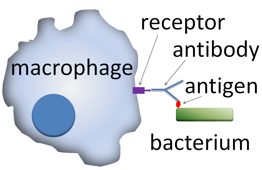 Opsonine — Wikipédia