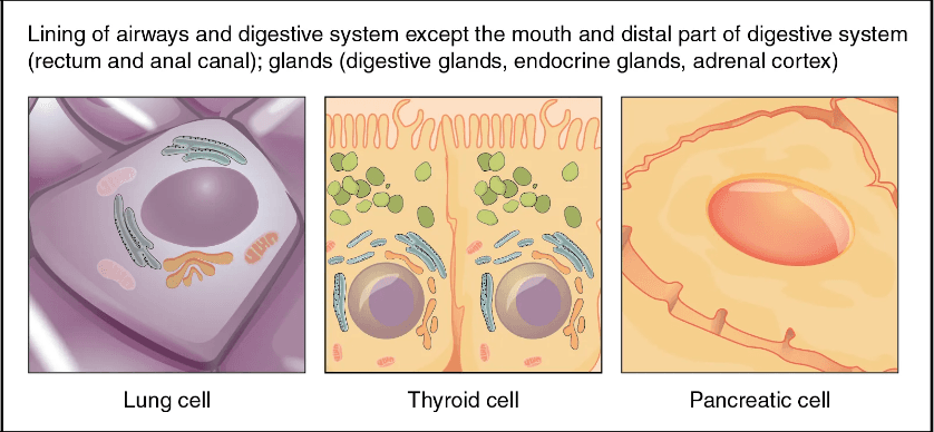 Endoderm - Wikipedia