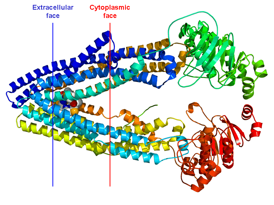 P-glycoprotein - Wikipedia