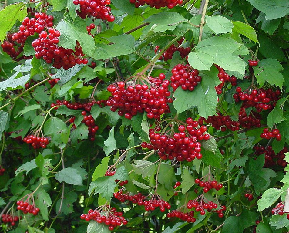 Viburnum - Wikipedia