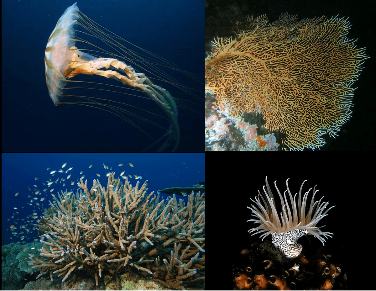 Cnidaria - Wikipedia