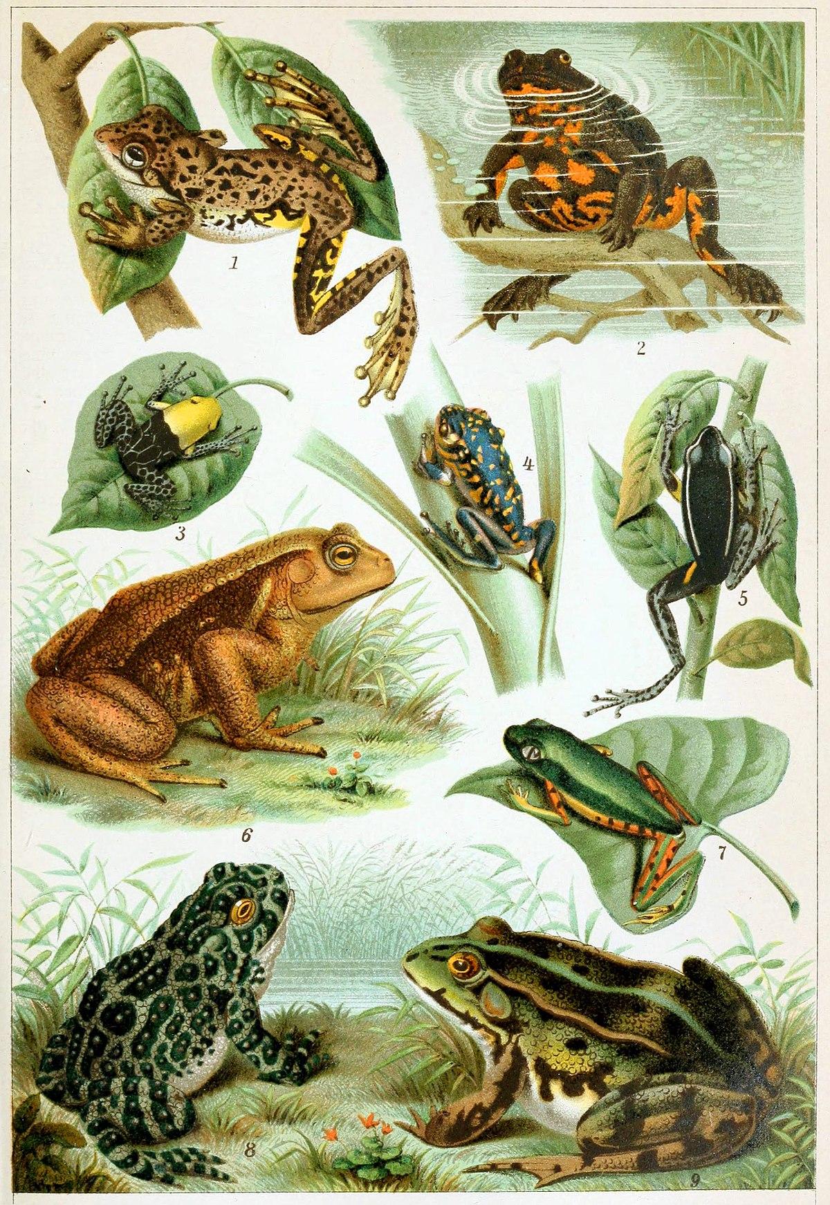 Frog - Wikipedia