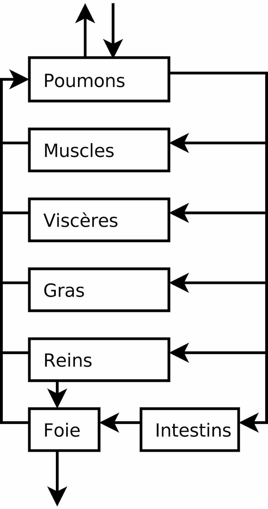 Modèles PBPK — Wikipédia