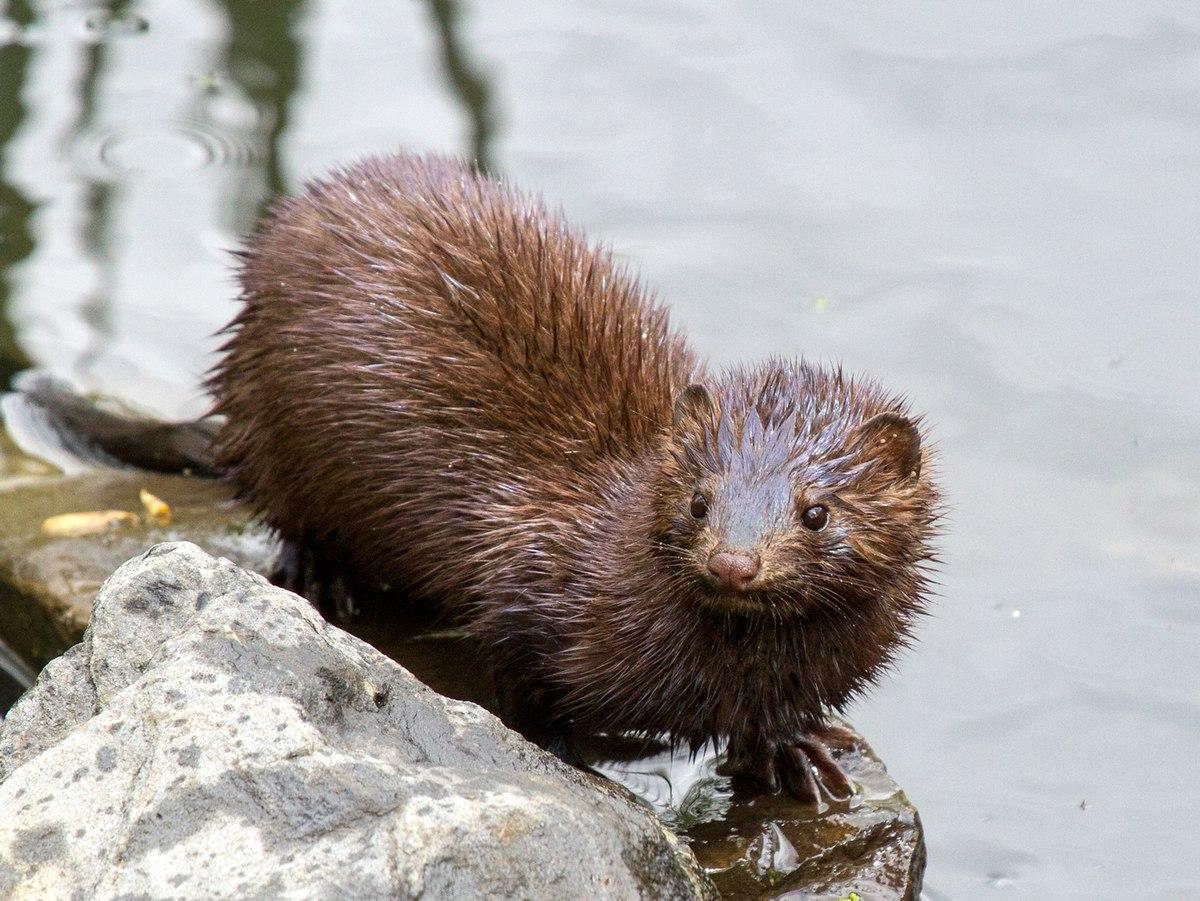 American mink - Wikipedia