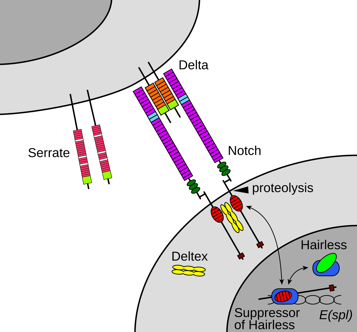 Juxtacrine signalling - Wikipedia