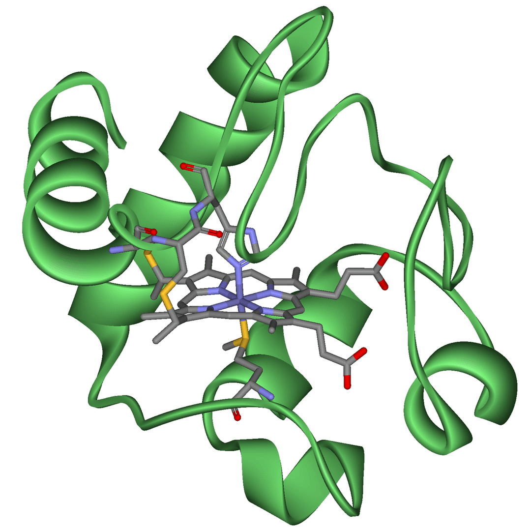 Cytochrome - Wikipedia