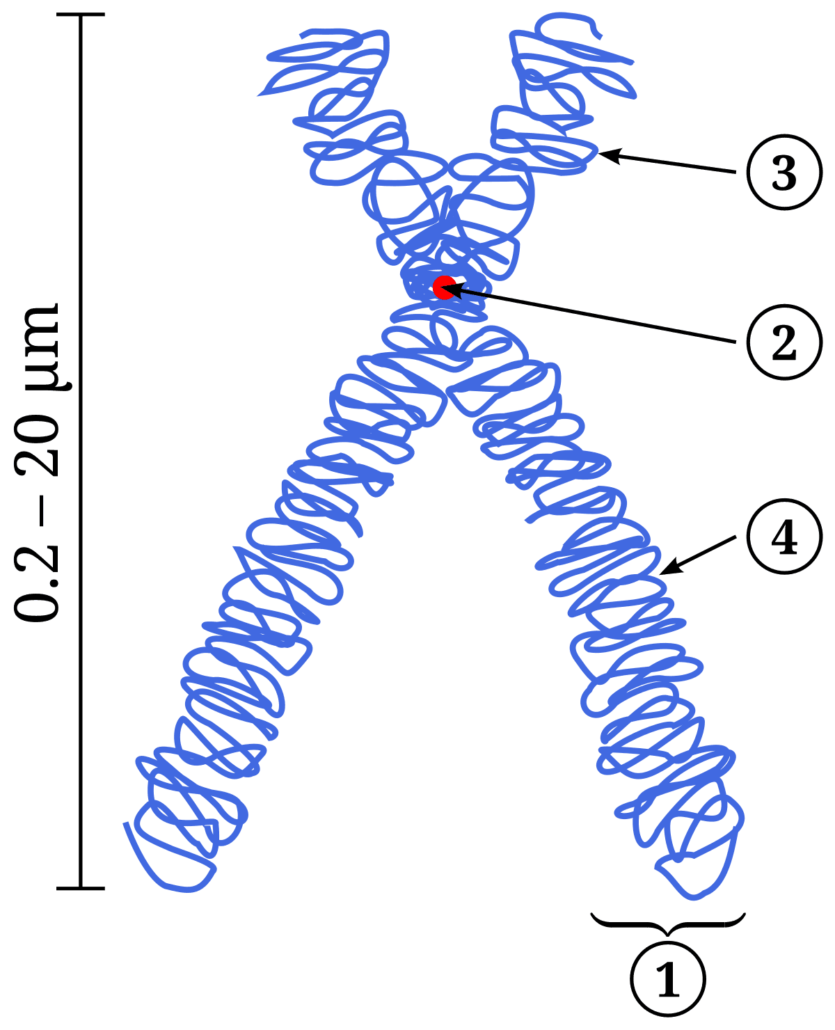 Chromatid - Wikipedia