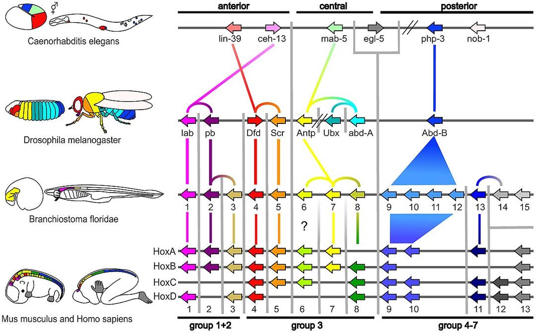 Evolutionary developmental biology - Wikipedia