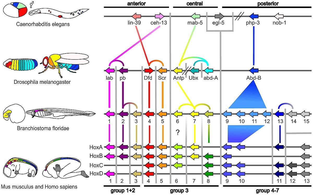 Evolutionary developmental biology - Wikipedia