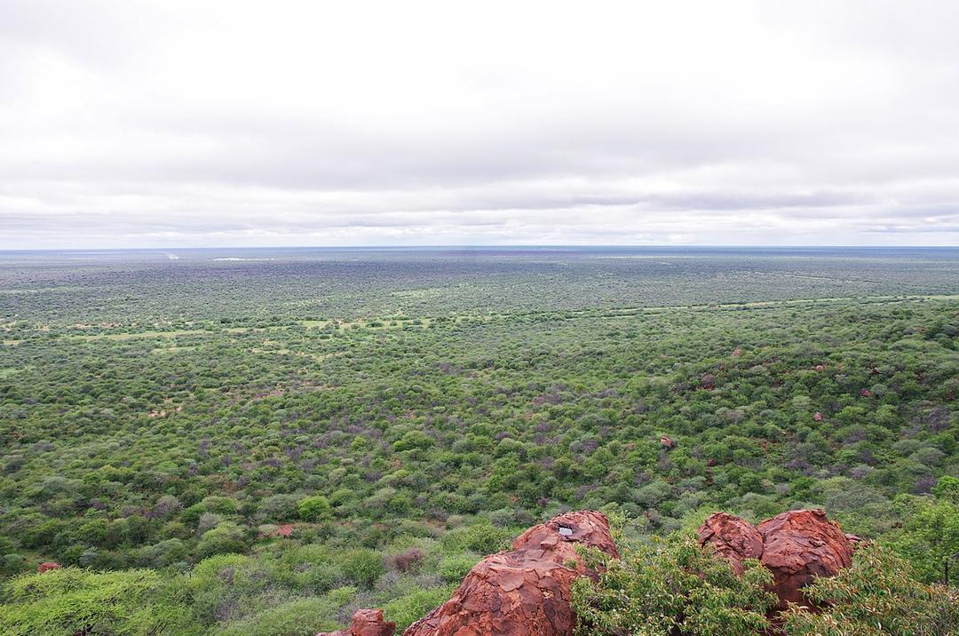 Woody plant encroachment - Wikipedia