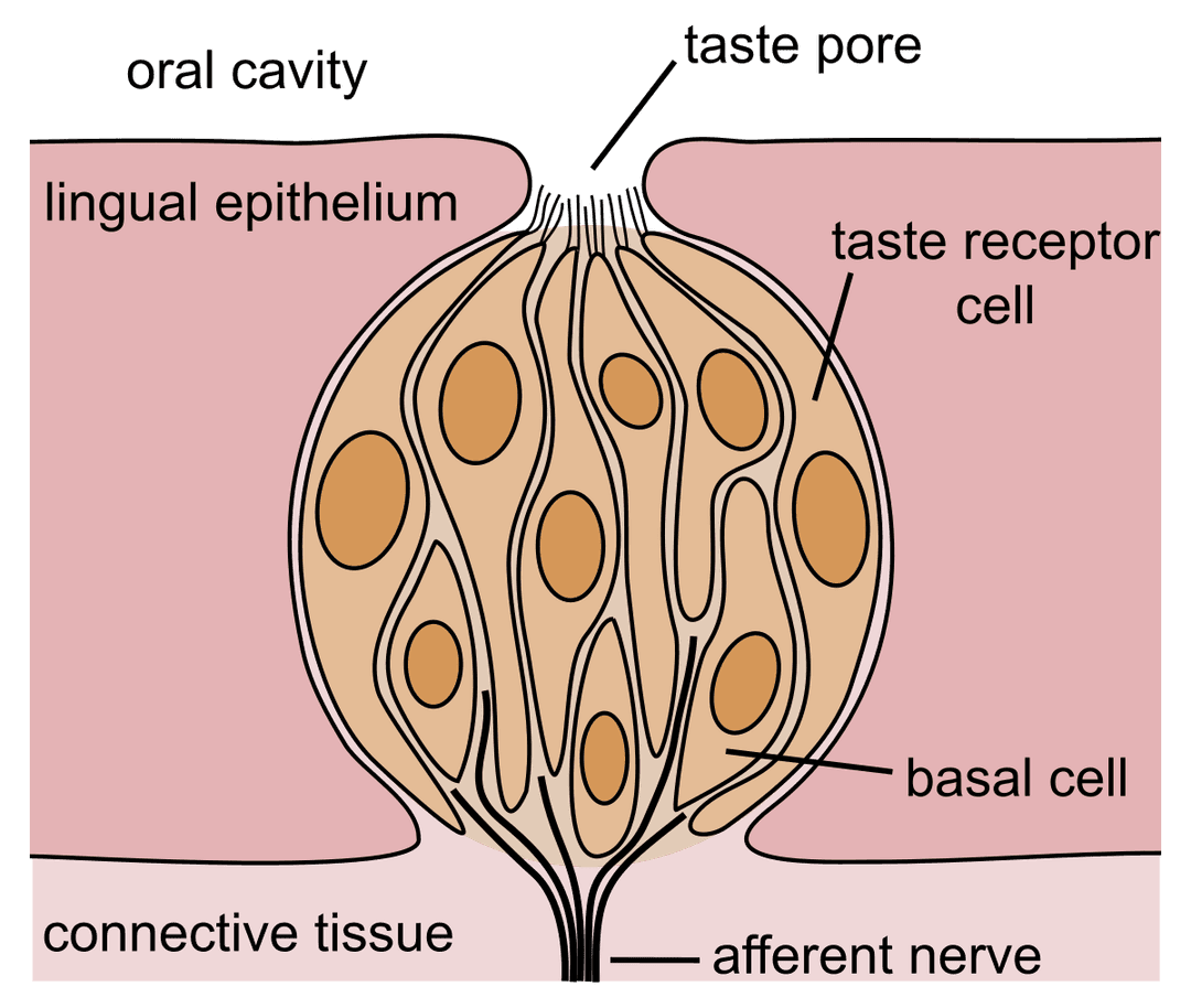 Taste - Wikipedia