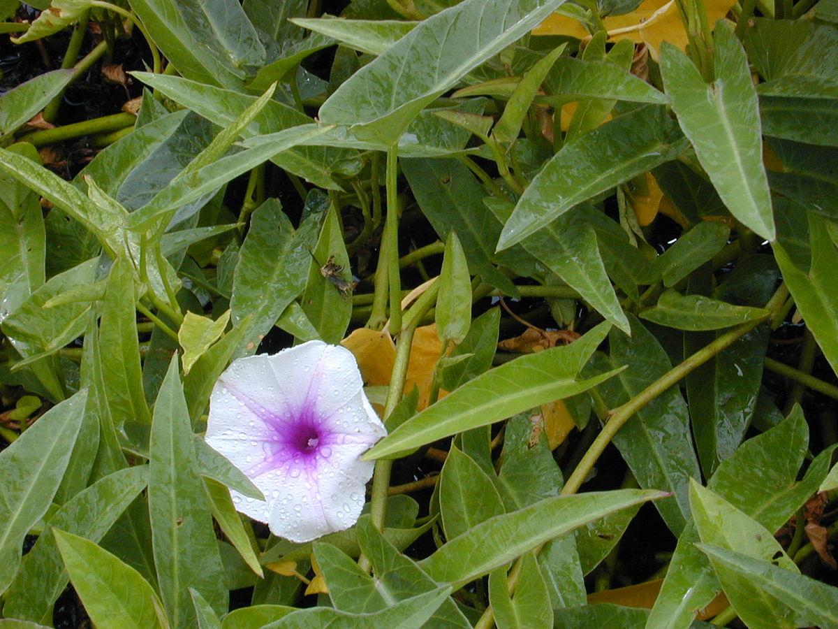 Ipomoea aquatica - Wikipedia