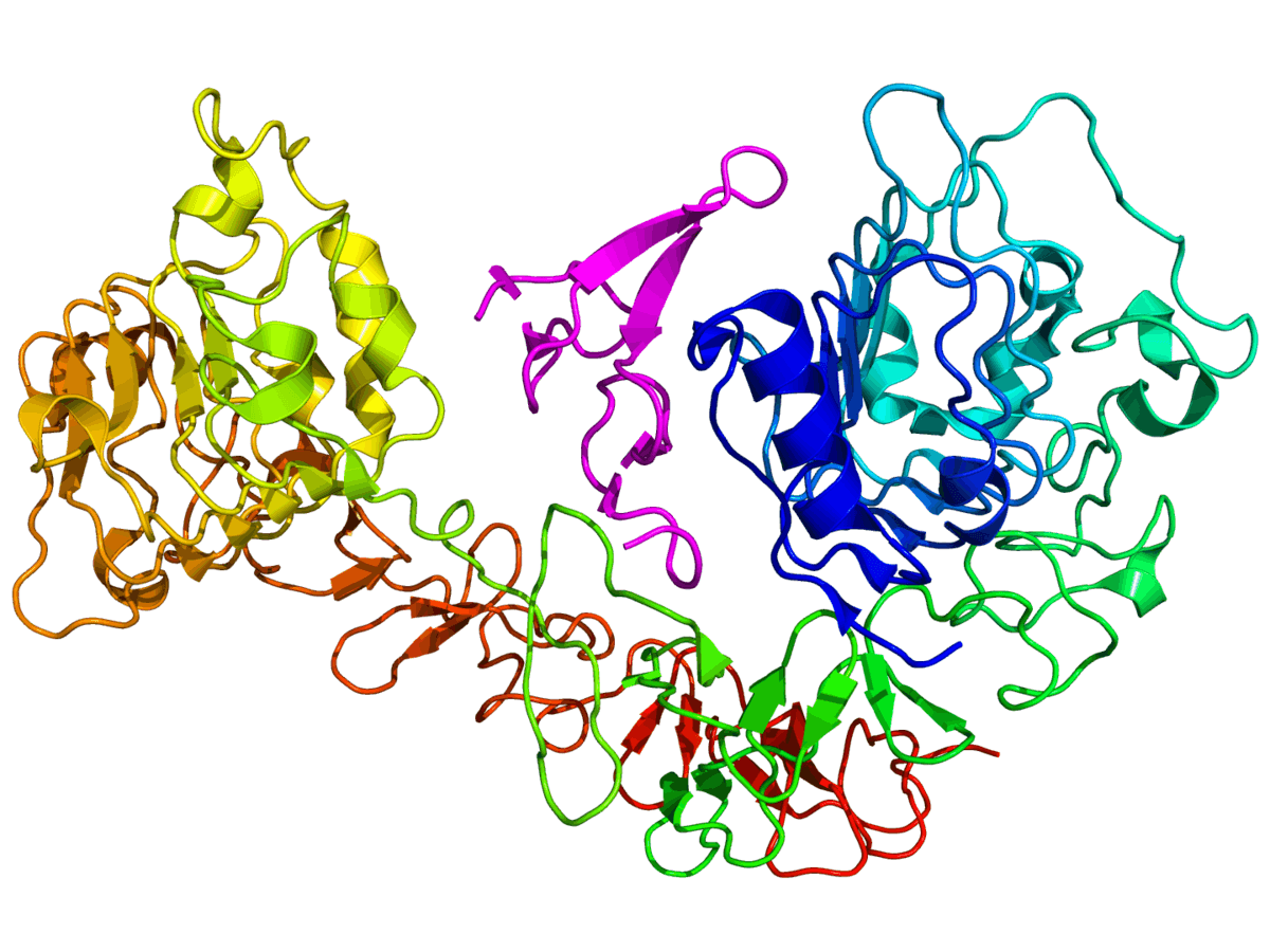 Epidermal growth factor receptor - Wikipedia