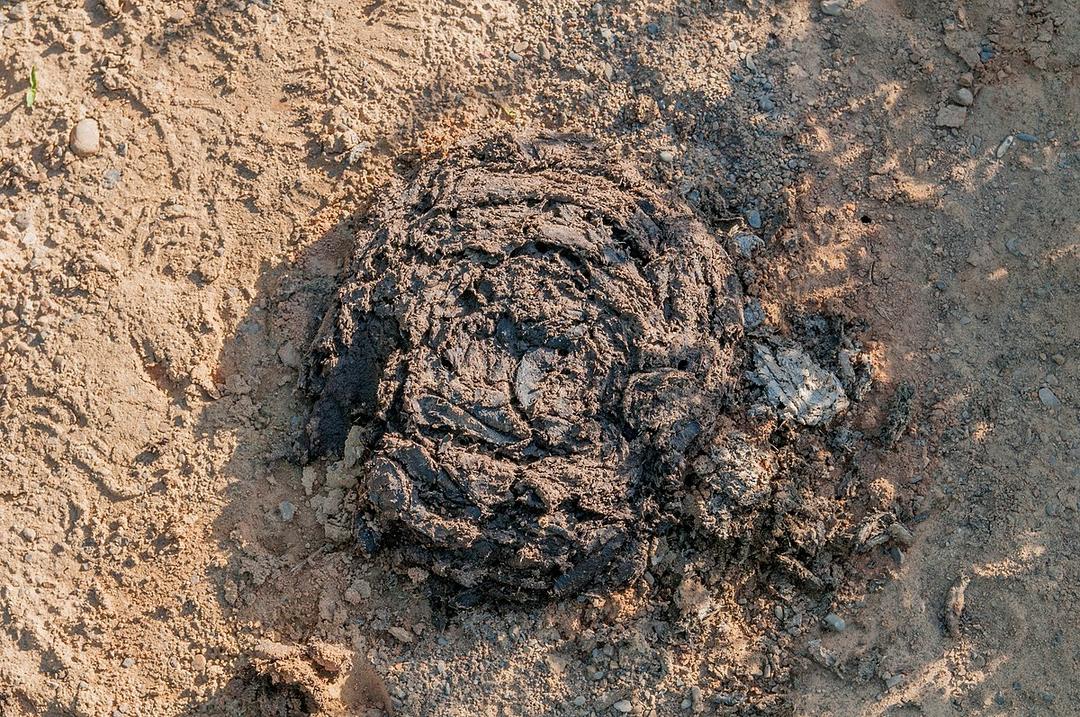 Cow dung - Wikipedia