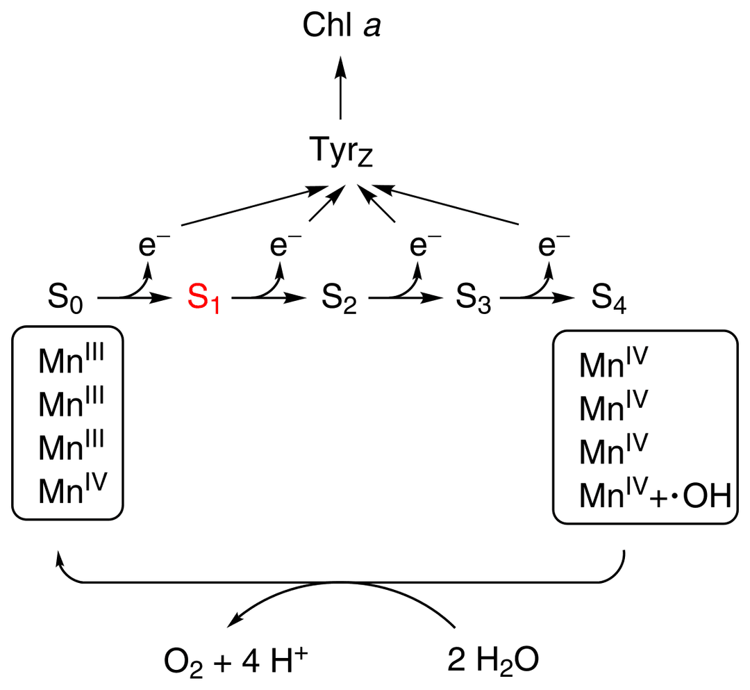 Oxygen-evolving complex - Wikipedia