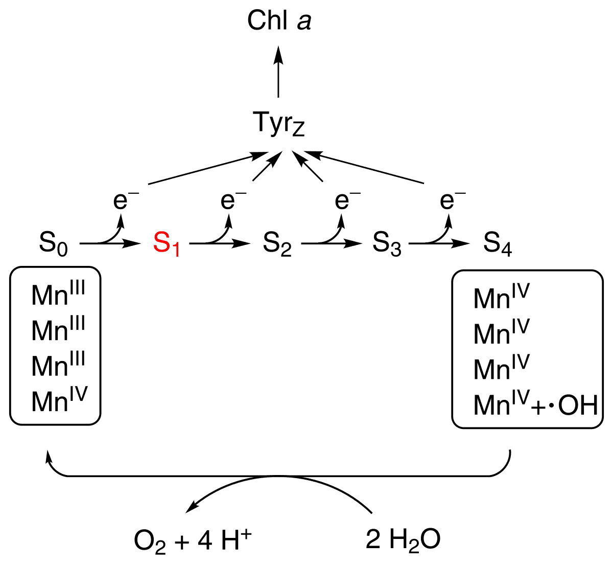 Oxygen-evolving complex - Wikipedia