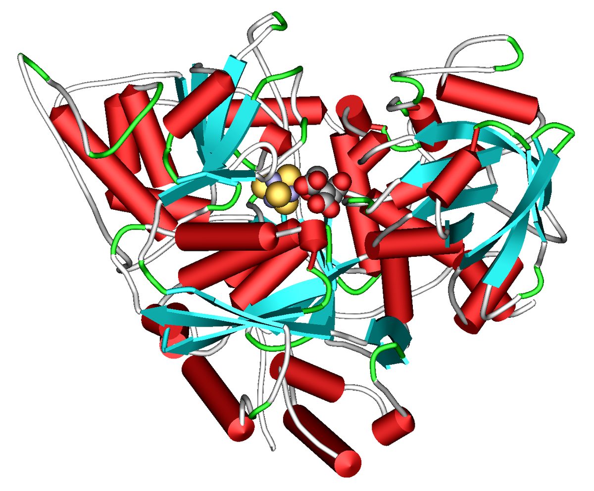 Aconitase — Wikipédia