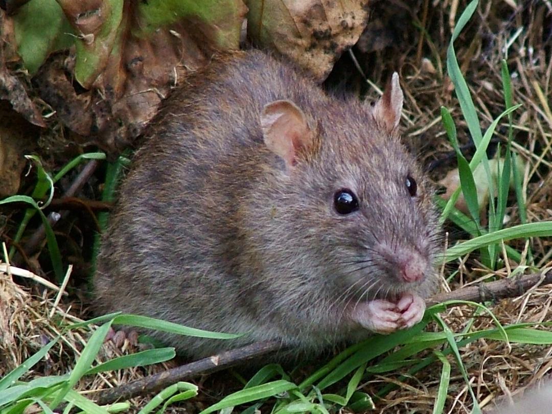 Rattus norvegicus — Wikipédia