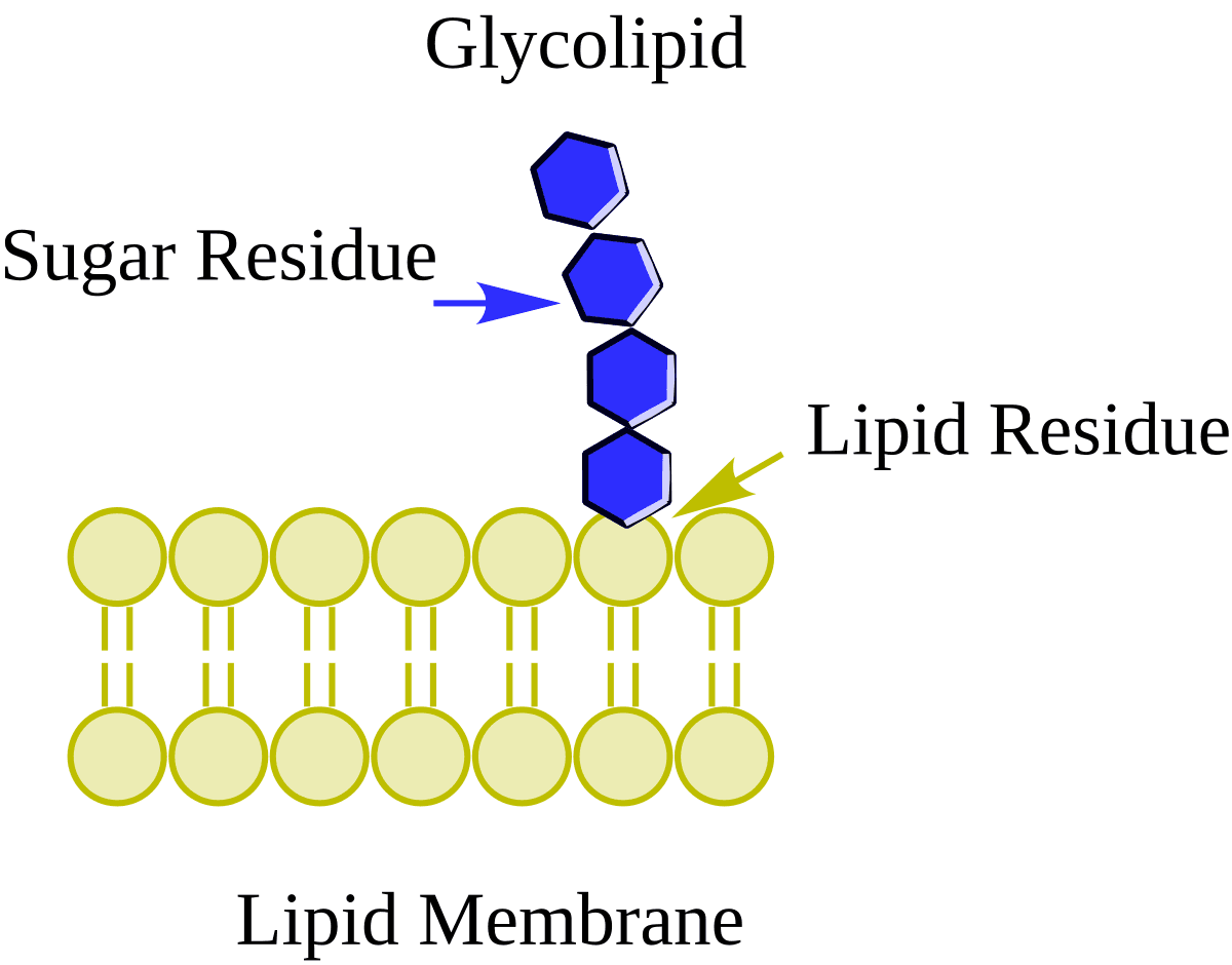 Glycolipid - Wikipedia