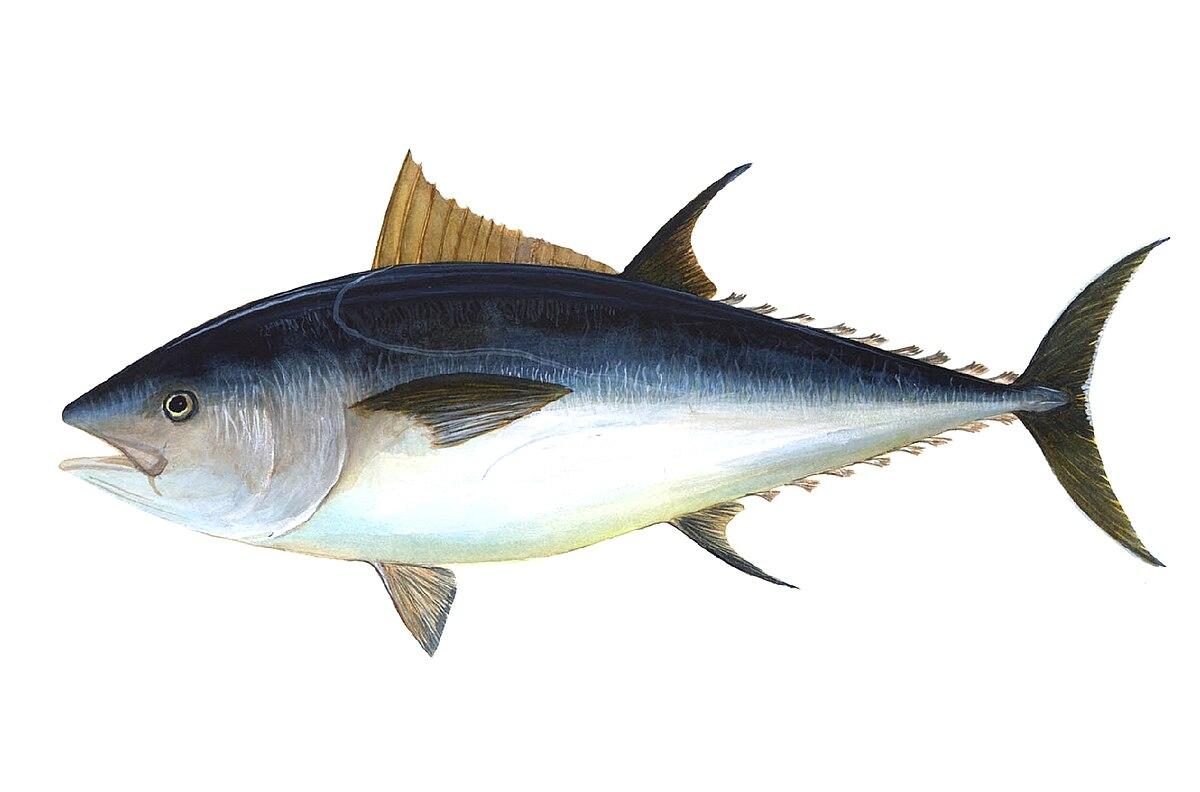 Thunnus thynnus — Wikipédia