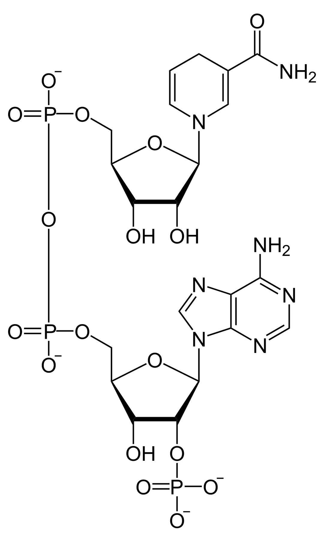 Nicotinamide adénine dinucléotide phosphate — Wikipédia