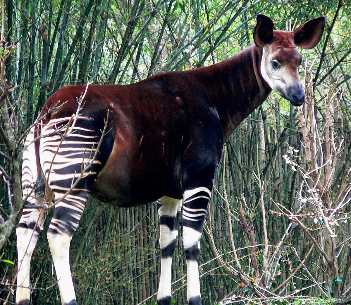 Okapi — Wikipédia